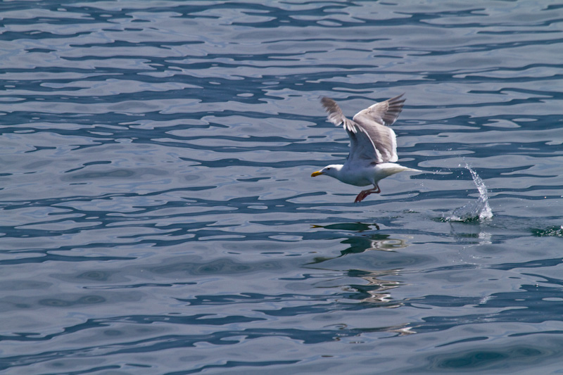 Gull Taking Flight